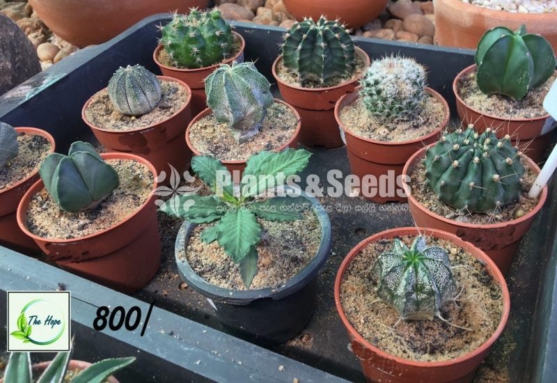 Cactus Collection