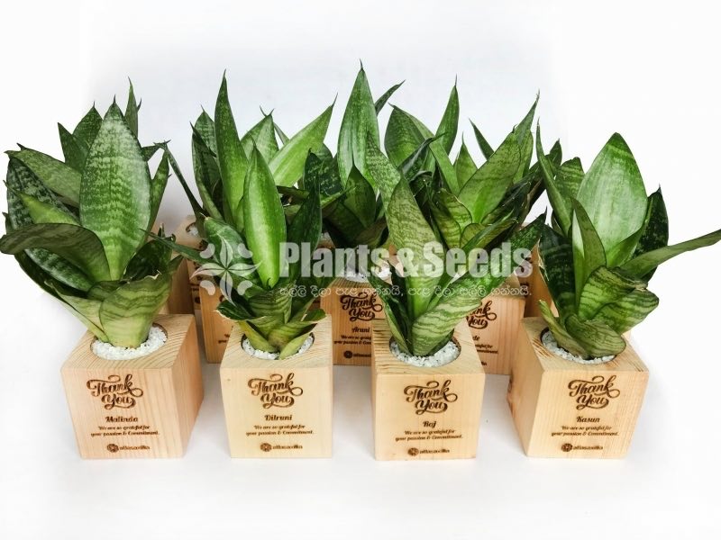 Gift Plants