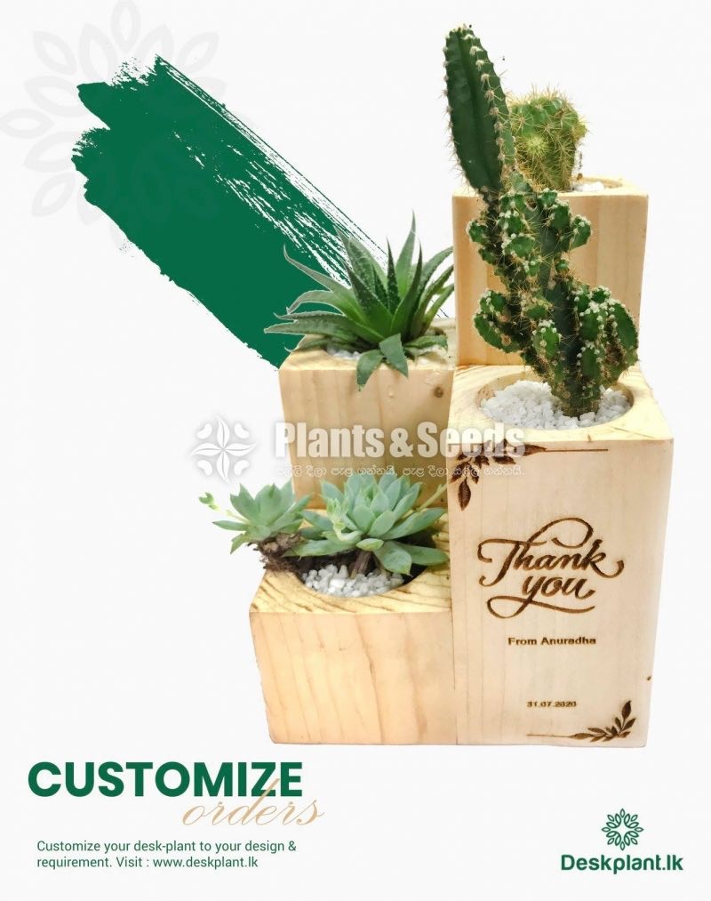 Gift Plants
