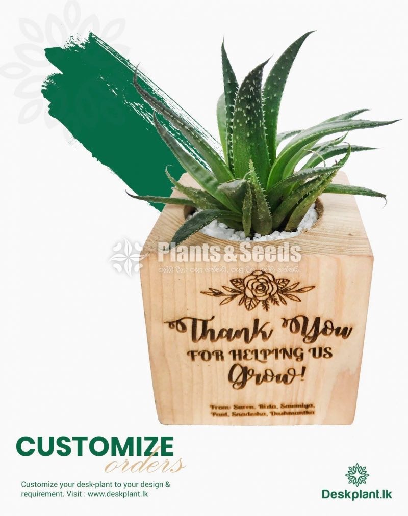 Gift Plants