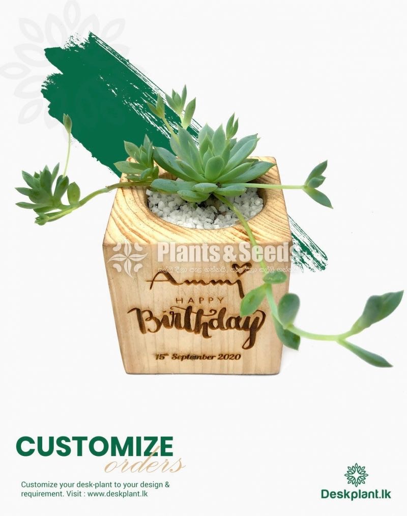 Gift Plants