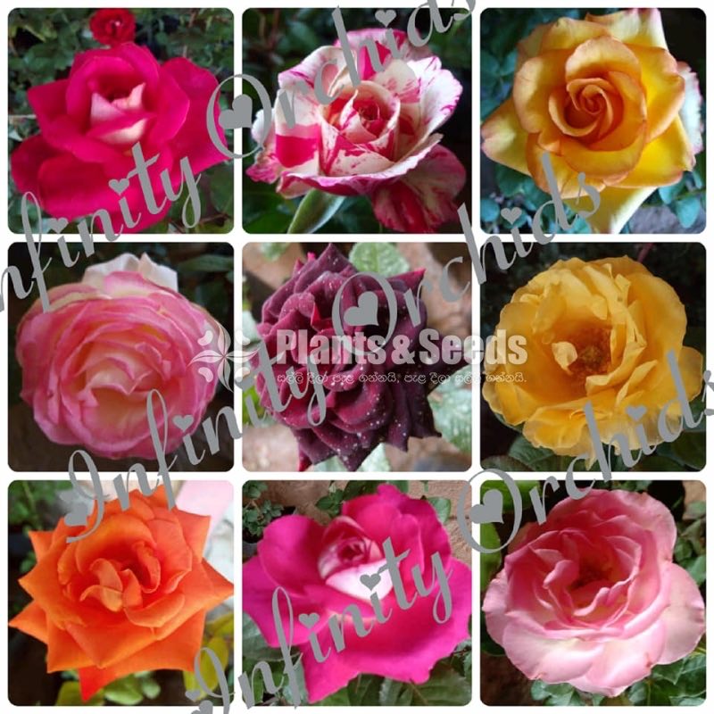 Roses 