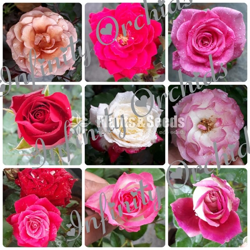 Roses 
