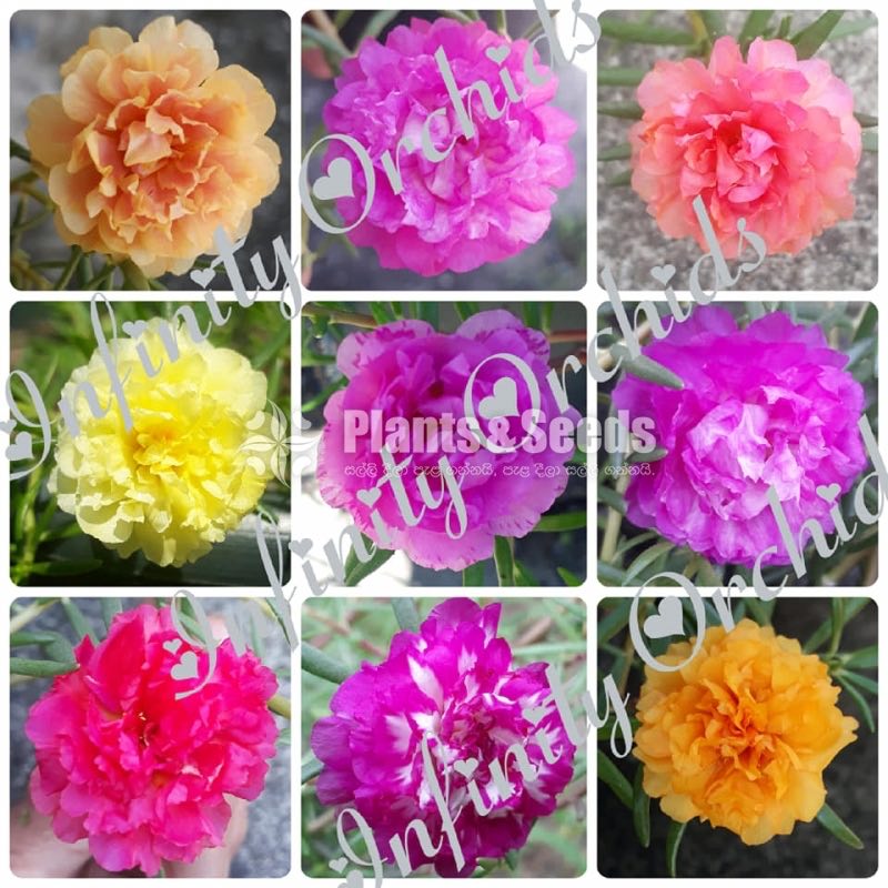 Japan Roses and Dubai Roses