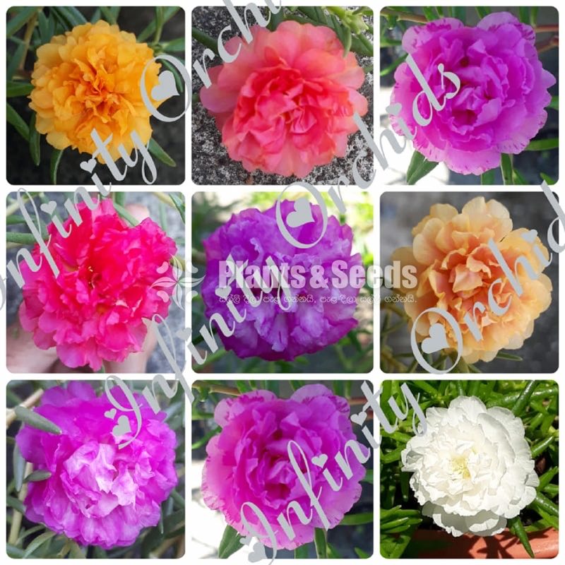 Japan Roses and Dubai Roses