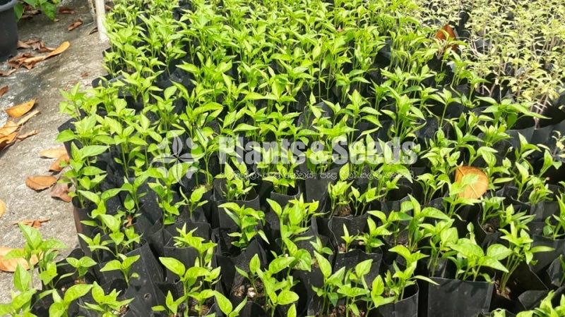 Vegetable Plants