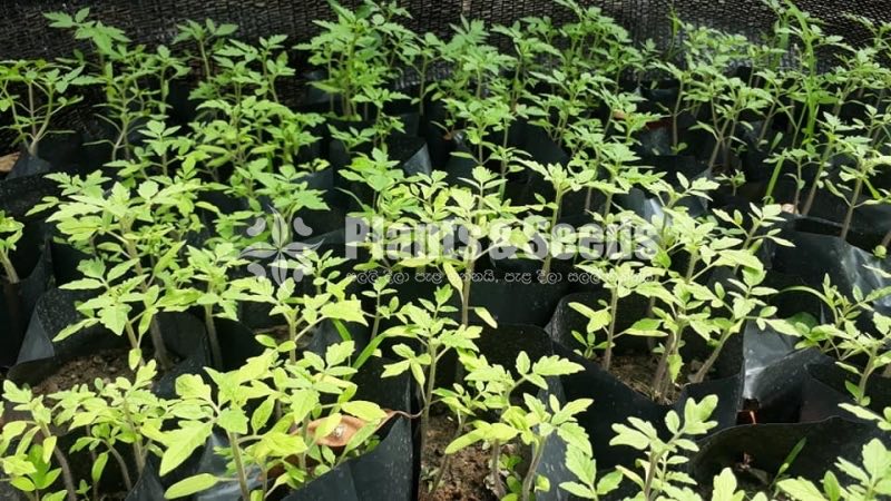Vegetable Plants