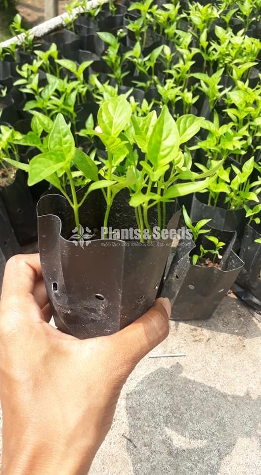 Vegetable Plants