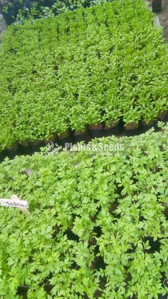 Vegetable Plants