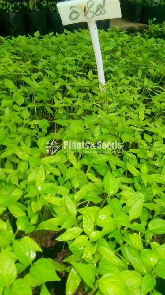 Vegetable Plants