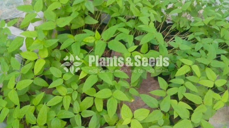 Vegetable Plants