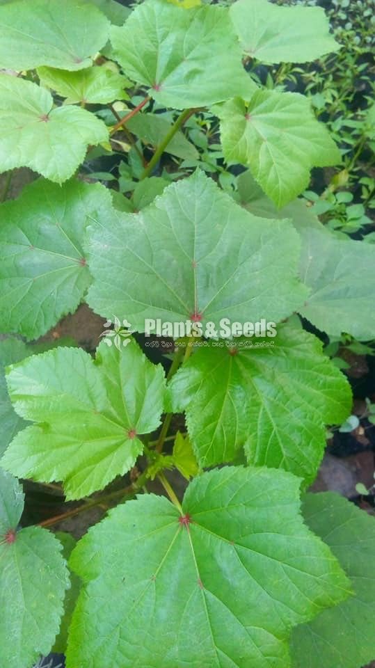 Vegetable Plants