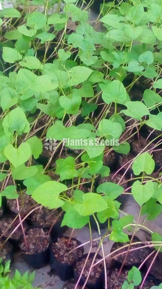 Vegetable Plants