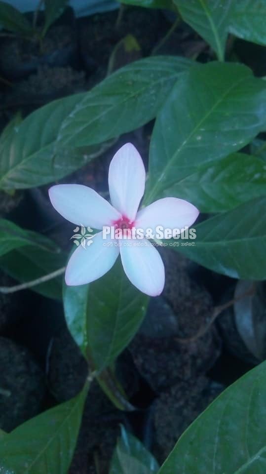 Peragadiniya(පෙරගාඩිනියා )