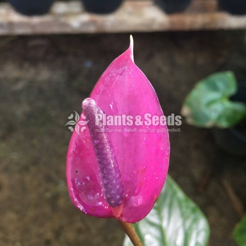 Anthurium Lady J