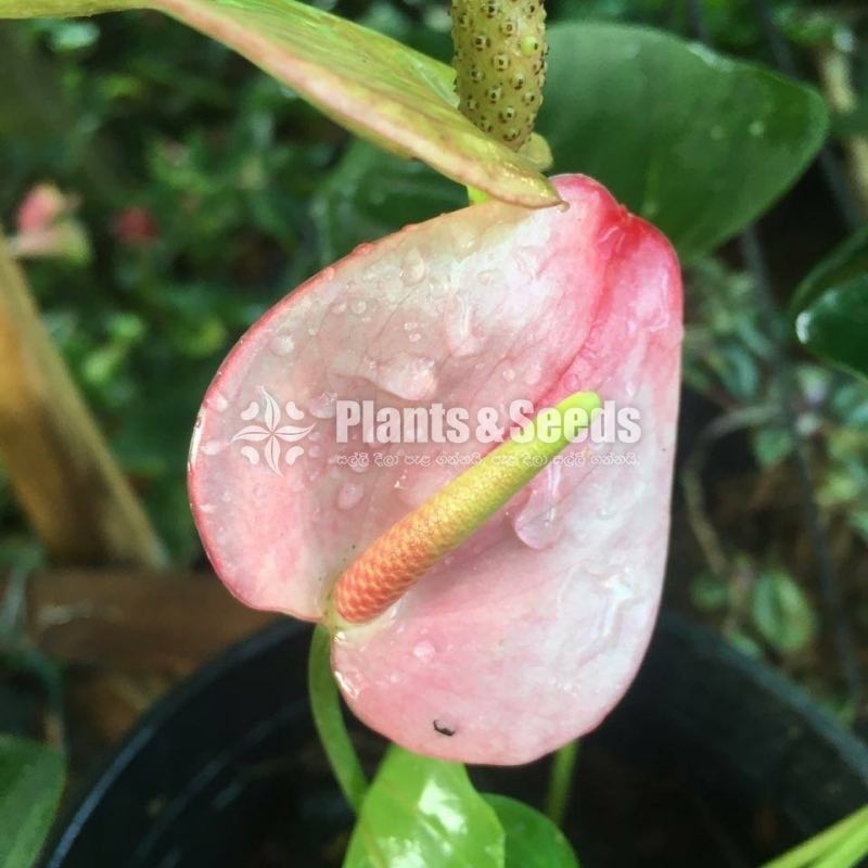 Anthurium Lady J