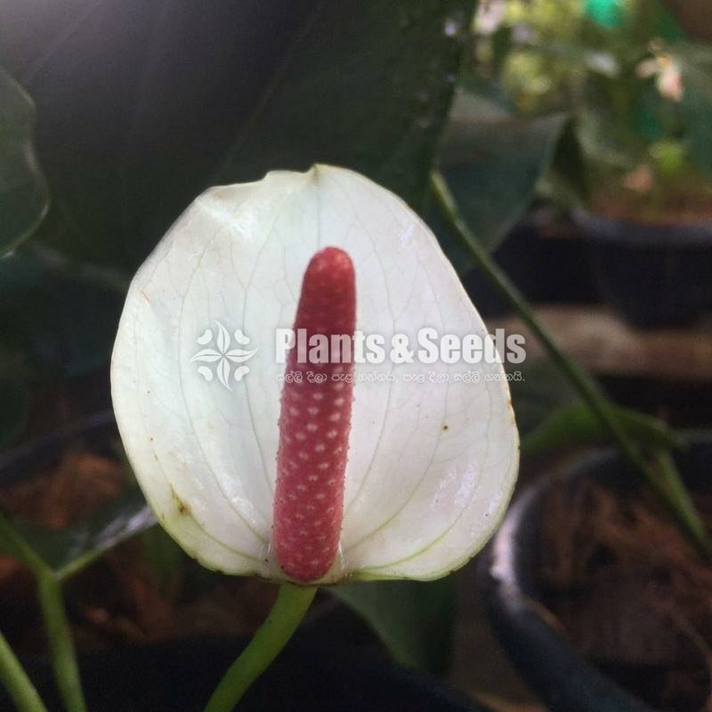 Anthurium Lady J