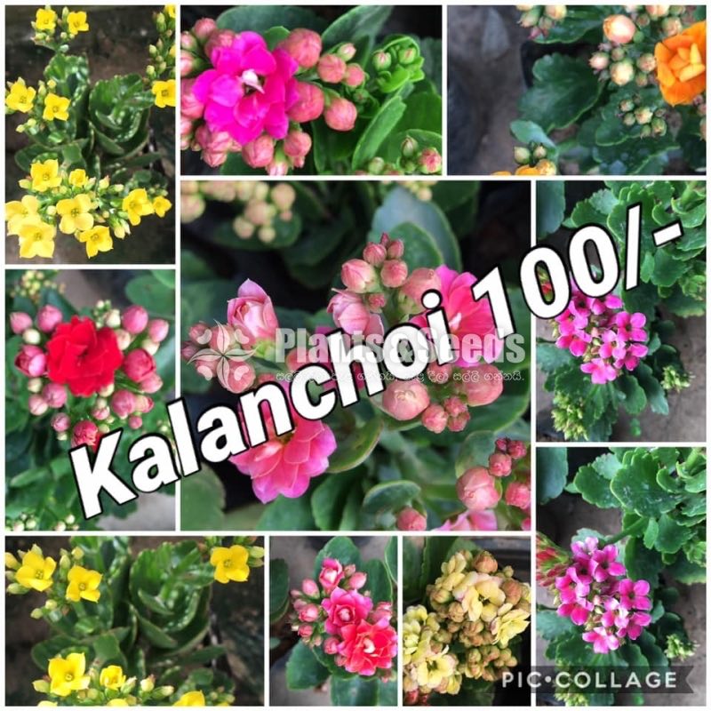 Kalanchoi