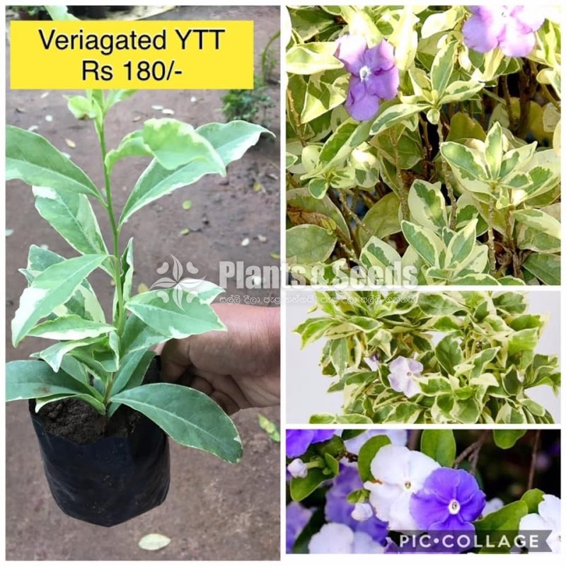 Veriagated YTT