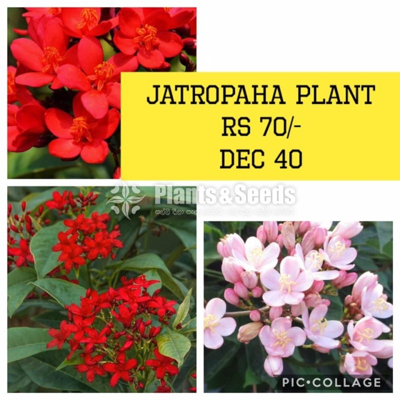 Jatropaha Plant