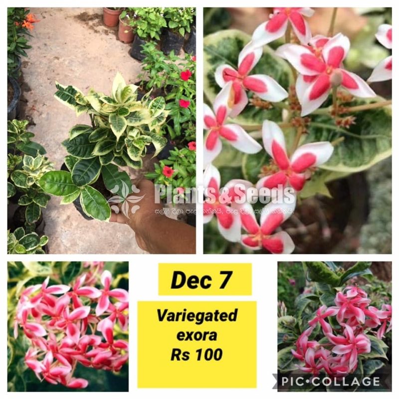 Veriegated IExora