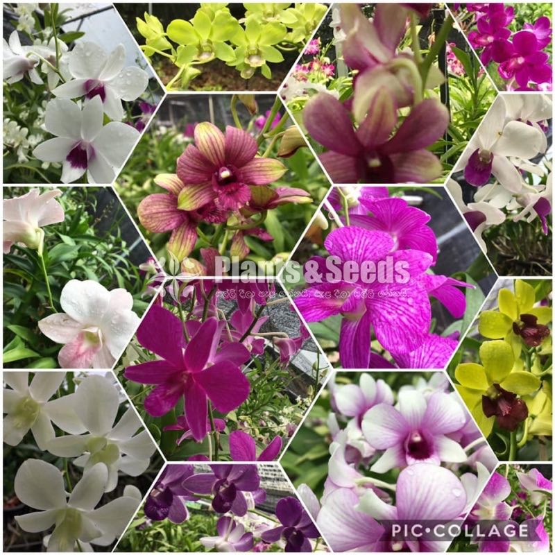 Orchids