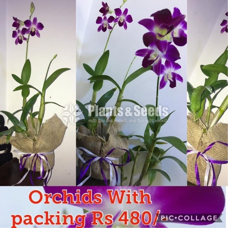 GIft Plant -Orchid