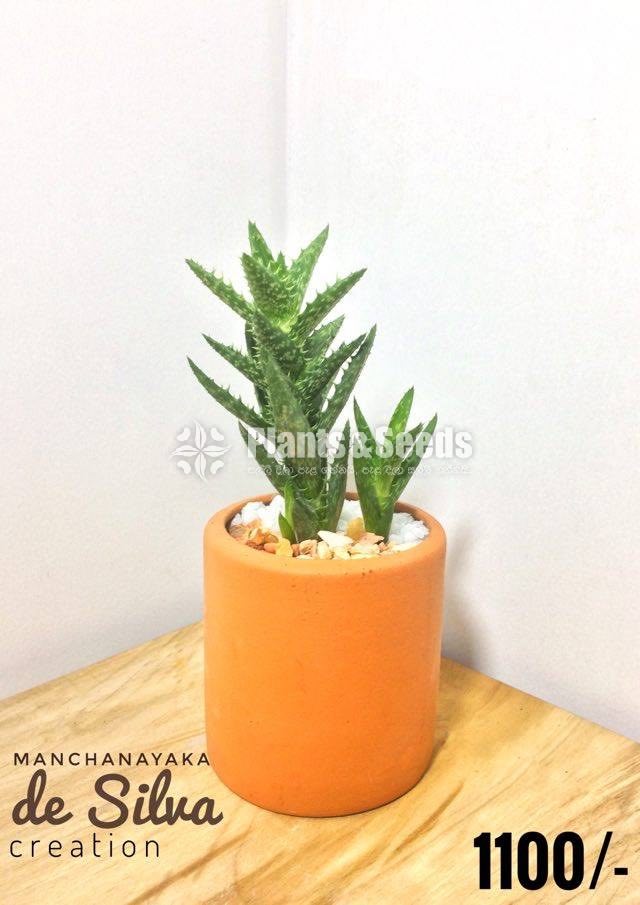 Cactus Plant with Pot