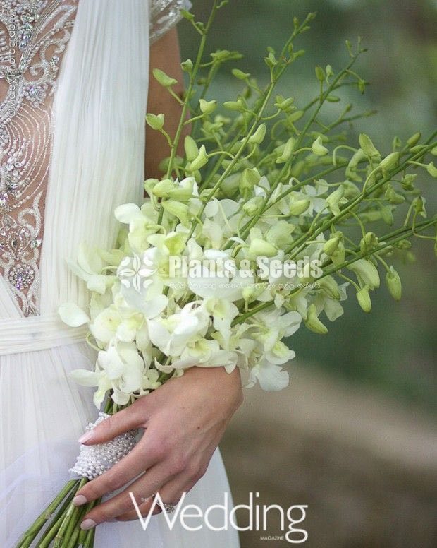 Fresh Cut  Orchid Flowers
