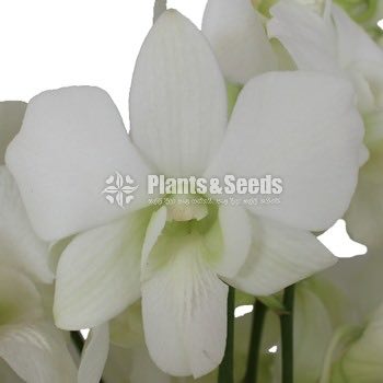 Fresh Cut  Orchid Flowers