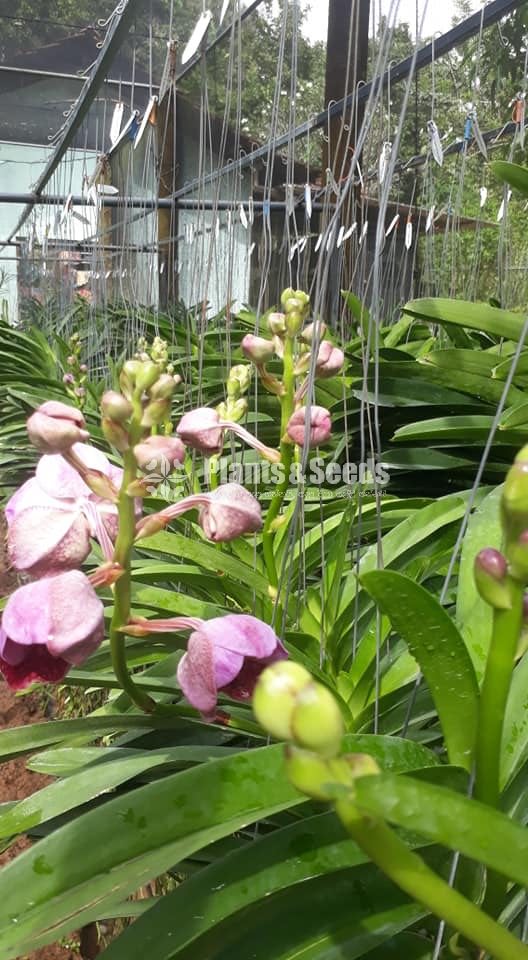 Vanda Orchids