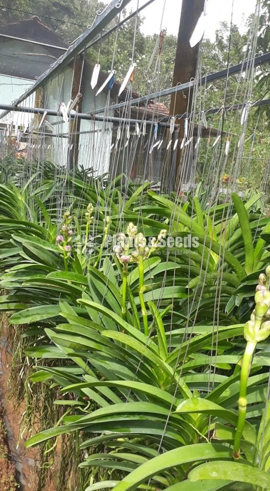 Vanda Orchids