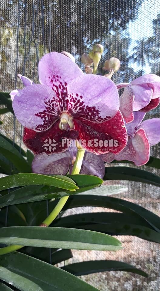 Vanda Orchids