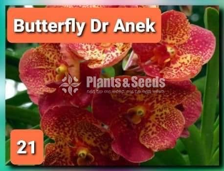 Vanda Orchids