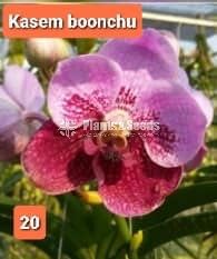Vanda Orchids