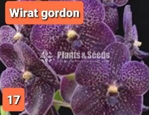 Vanda Orchids