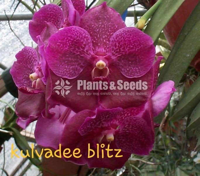 Vanda Orchids