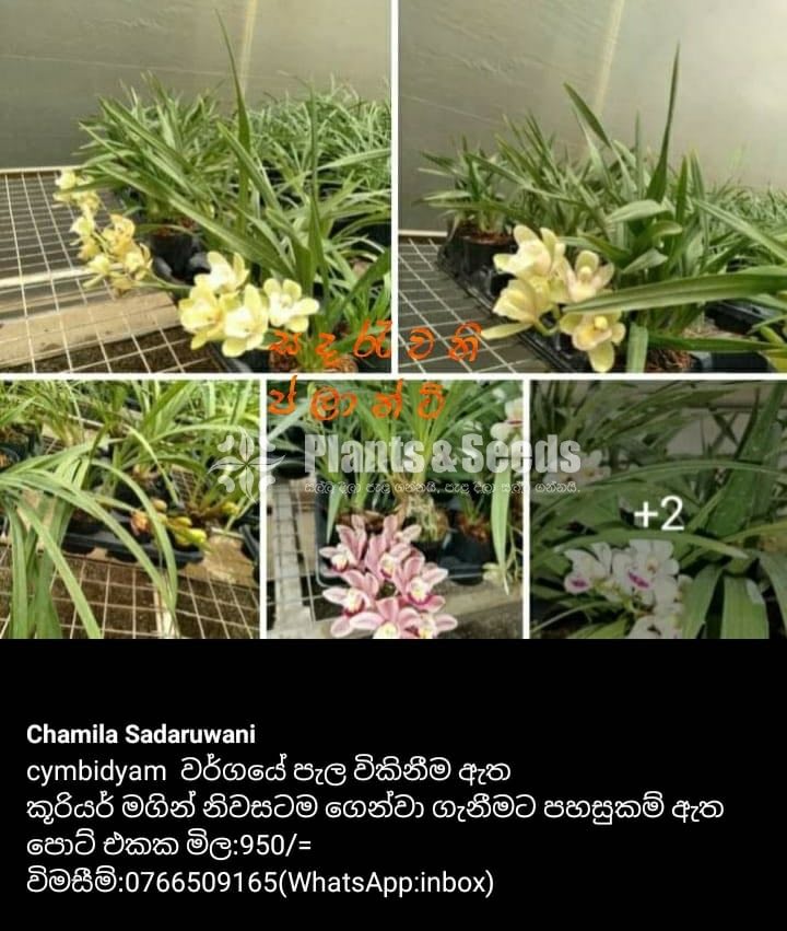 Cymbidyam Orchids