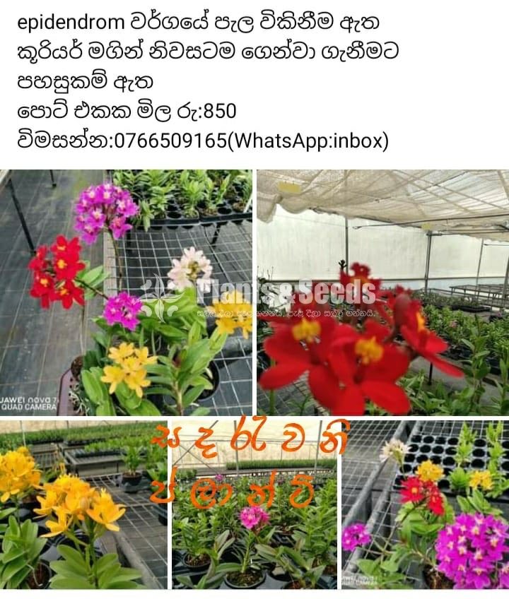 Epidendrom