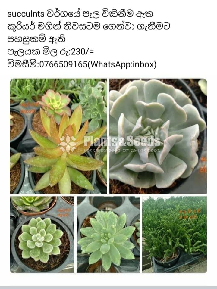 Succulent Plants