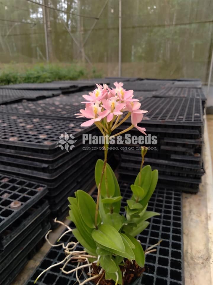 Epidendrom