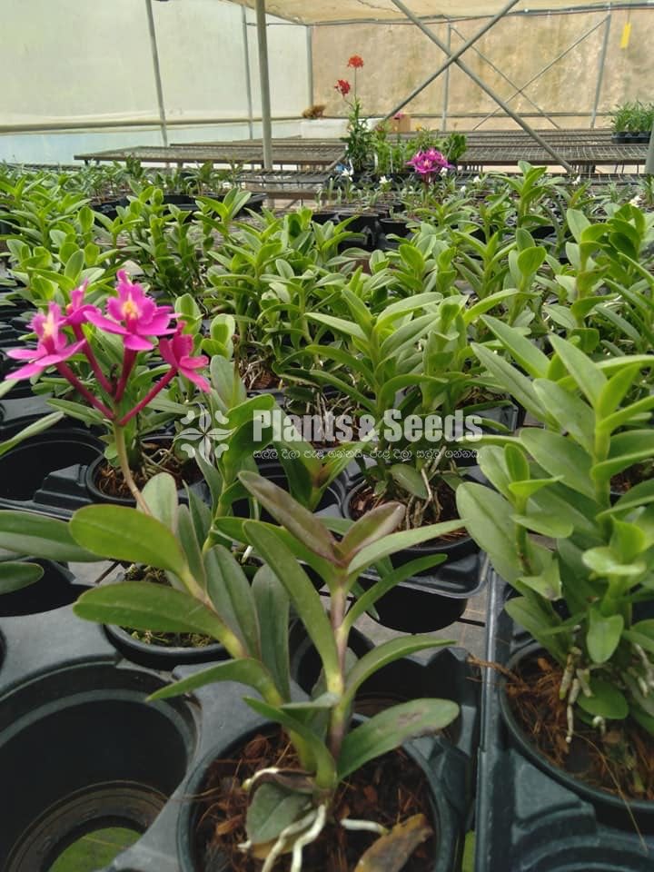 Epidendrom