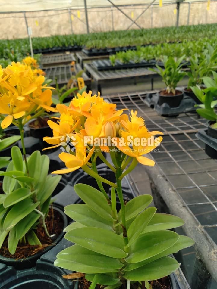 Epidendrom