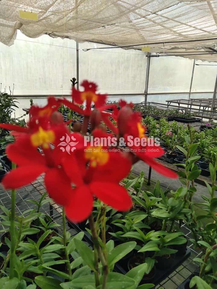 Epidendrom