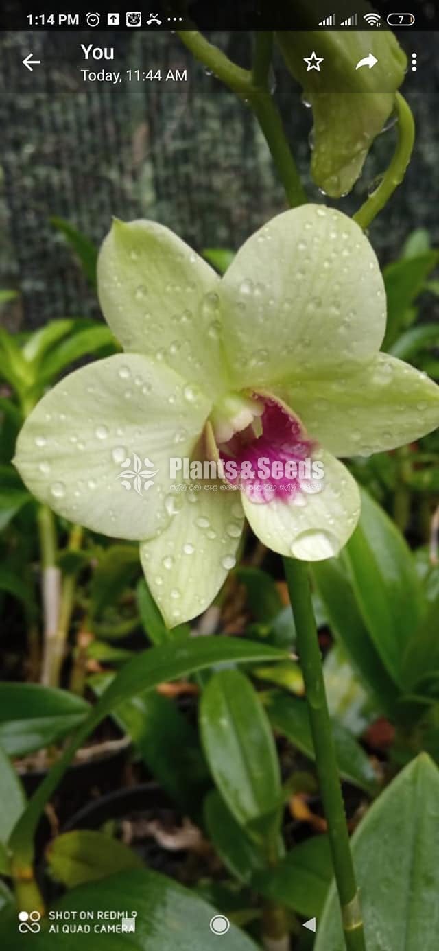 Dendrobium