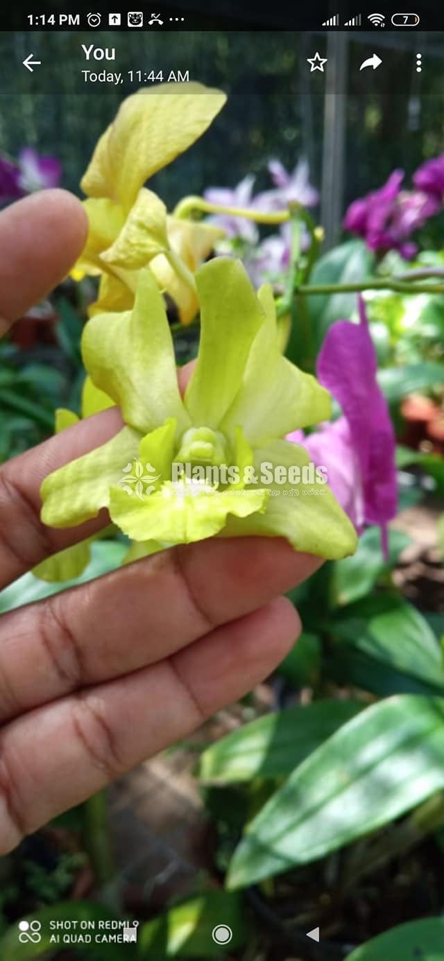 Dendrobium