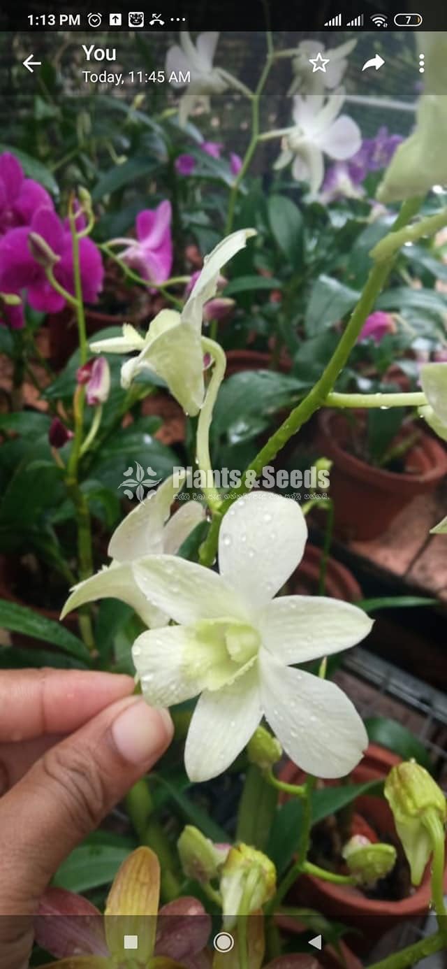 Dendrobium