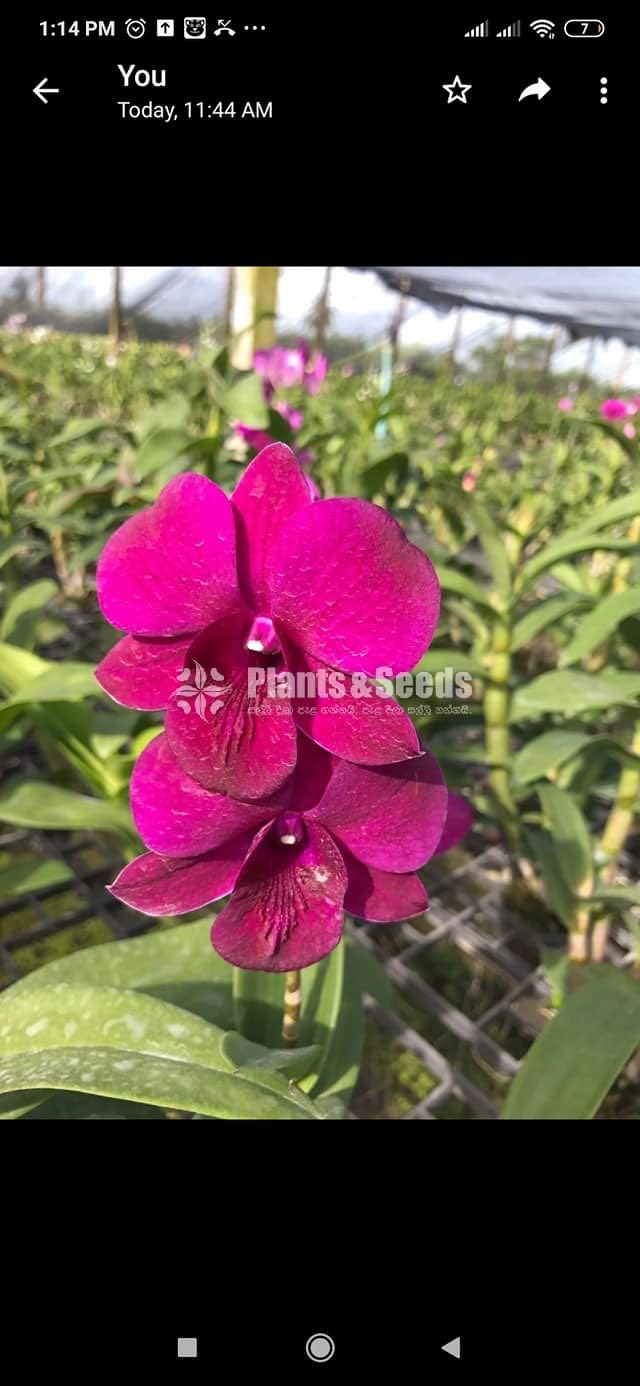 Dendrobium