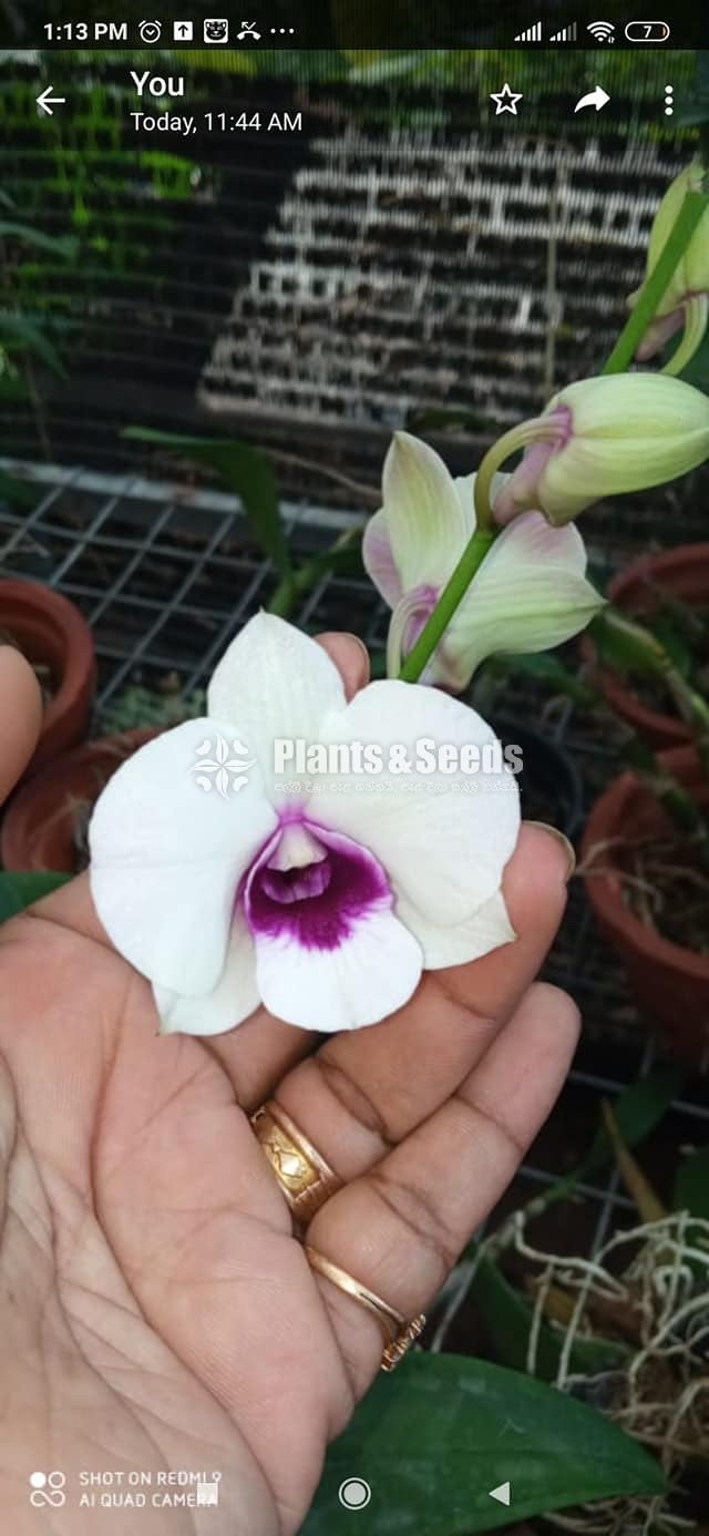 Dendrobium