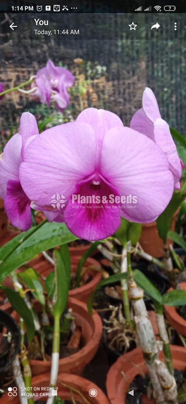 Dendrobium